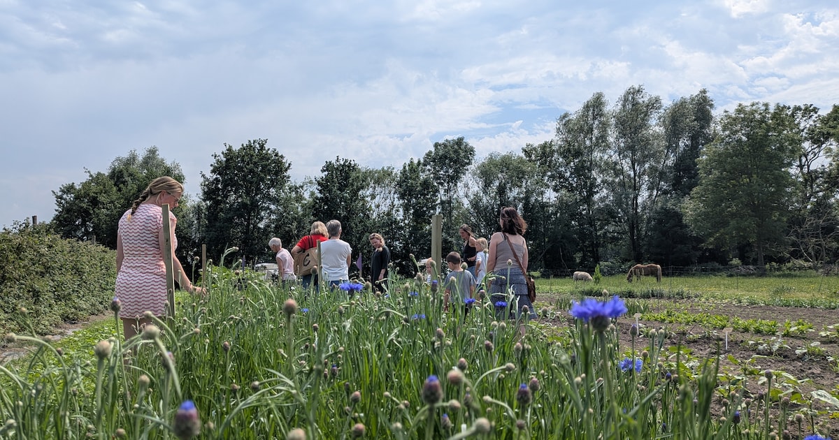 ‘t Schaaphof breidt uit met bloemenpluktuin: “Onze bloemen zijn 100% ...