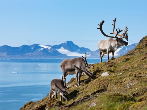 Een kudde rendieren in Svalbard, Spitsbergen.