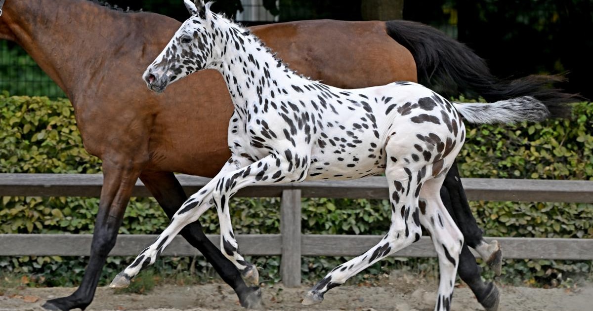 Waarom vandaag op veiling alle ogen gericht zullen zijn op dit veulentje: “Zelfs vanuit Nieuw-Zeelan