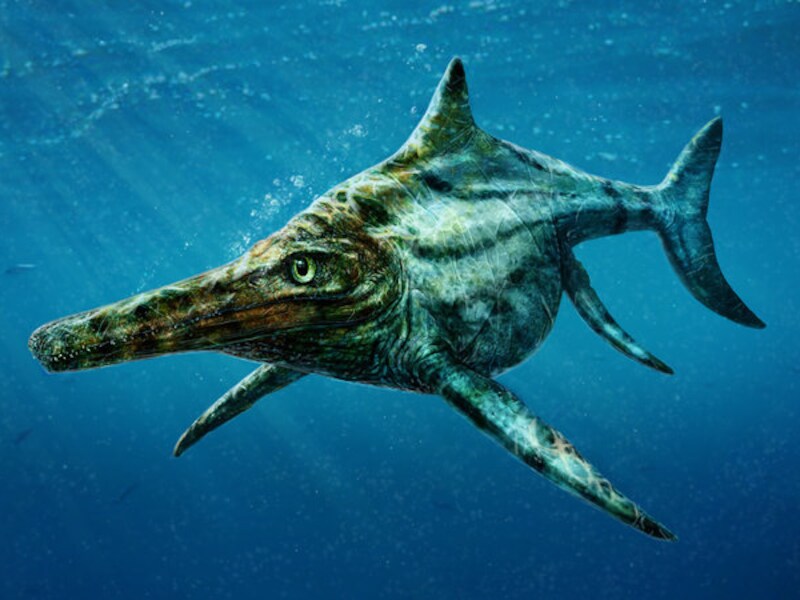 Een impressie van hoe de Dearcmhara shawcrossi er moet hebben uitgezien in de tijd van de dinosaurussen.