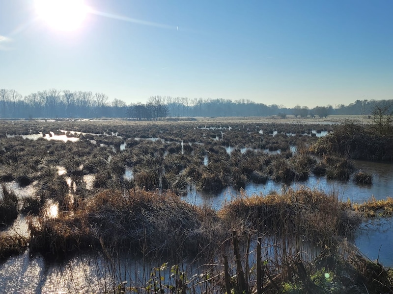 Natuurpunt kondigt “ecologische opknapbeurt” voor het Mechels Broek aan: “Geven historisch overstromingsgebied zijn sponsfunctie terug”