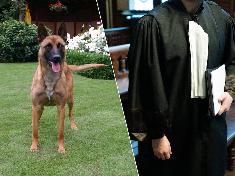 Wat als de buurhond blijft blaffen en zit je na één offerte al vast aan een aannemer? 5 lessen uit het vredegerecht