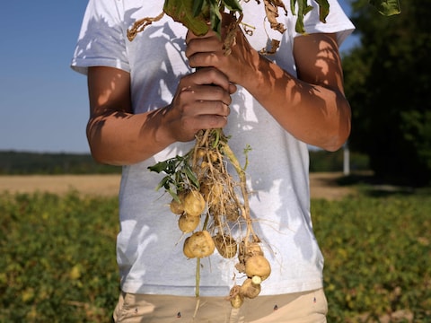 Aardappelboer Mathieu Comijn toont de kleine bintjes.