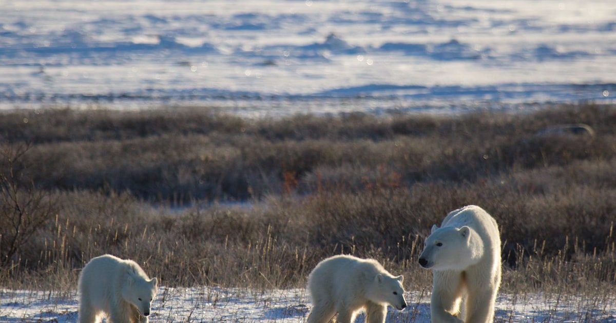 Hartverwarmend en zeldzaam: Canadese ijsbeer adopteert welp die niet van haar is