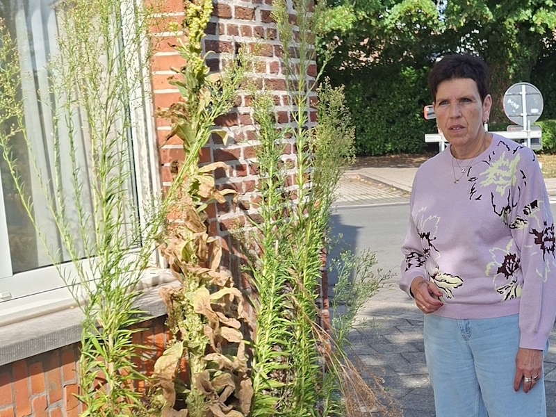Oppositie trekt aan alarmbel over verloederde sociale woningen: “Voetpaden zijn overwoekerd met onkruid tot twee meter hoog”