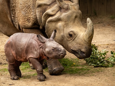 ZOO Planckendael