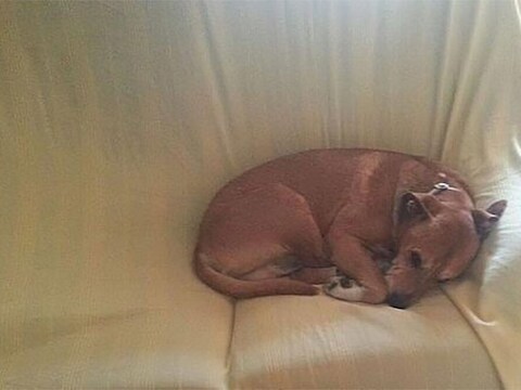 De gisteren op last van de rechter geëuthanaseerde hond Excalibur.
