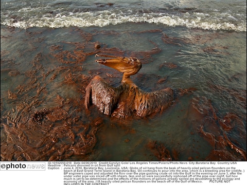 Beeld van twee jaar geleden: een in olie besmeurde pelikaan in Barataria Bay in Louisiana.