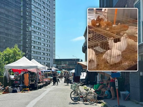 De rommelmarkt vindt plaats in de Brugse Poort., Inzet: De standhouder verkocht onder andere levende kippen.