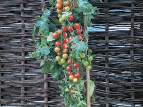 Dit is 'm: de TomTato