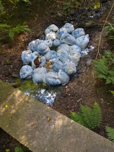 Sluikstorters dumpen 26 zakken met slachtafval van schapen in natuurgebied in Ninove: “Dit is absoluut degoutant”