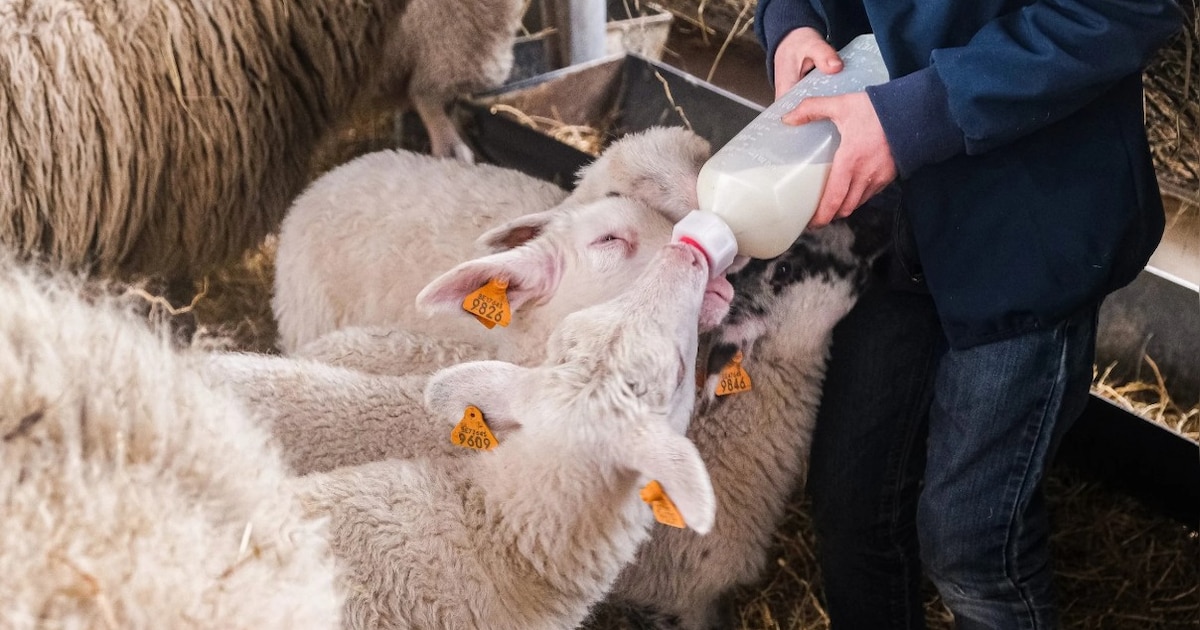Lammetjesdag keert terug naar Prinsenpark in Retie: Kemp vzw viert 25 jaar met familiedag vol natuur