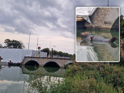 De zeehond duikt op aan de Gentpoort in Brugge.