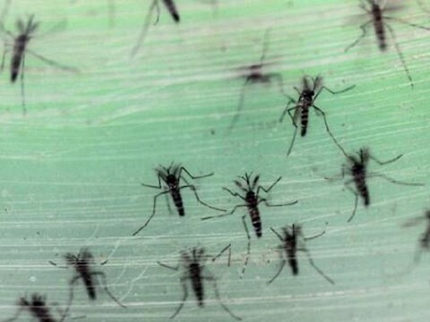 Het zikavirus wordt verspreid door muggen.