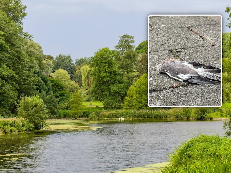 Westnijlvirus vastgesteld bij vier dode vogels in Brussel