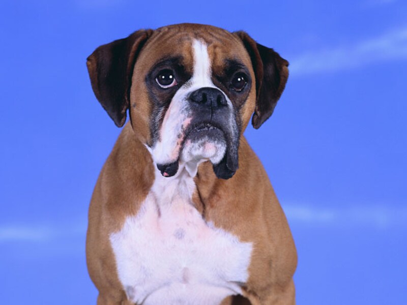 De boxer overleefde de val niet.