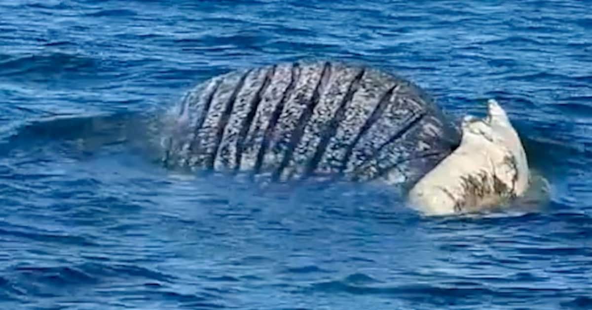 Experts doen pijnlijke vergissing, walvis Timmy is eigenlijk een vrouwtje: “We kunnen haar beter Tin