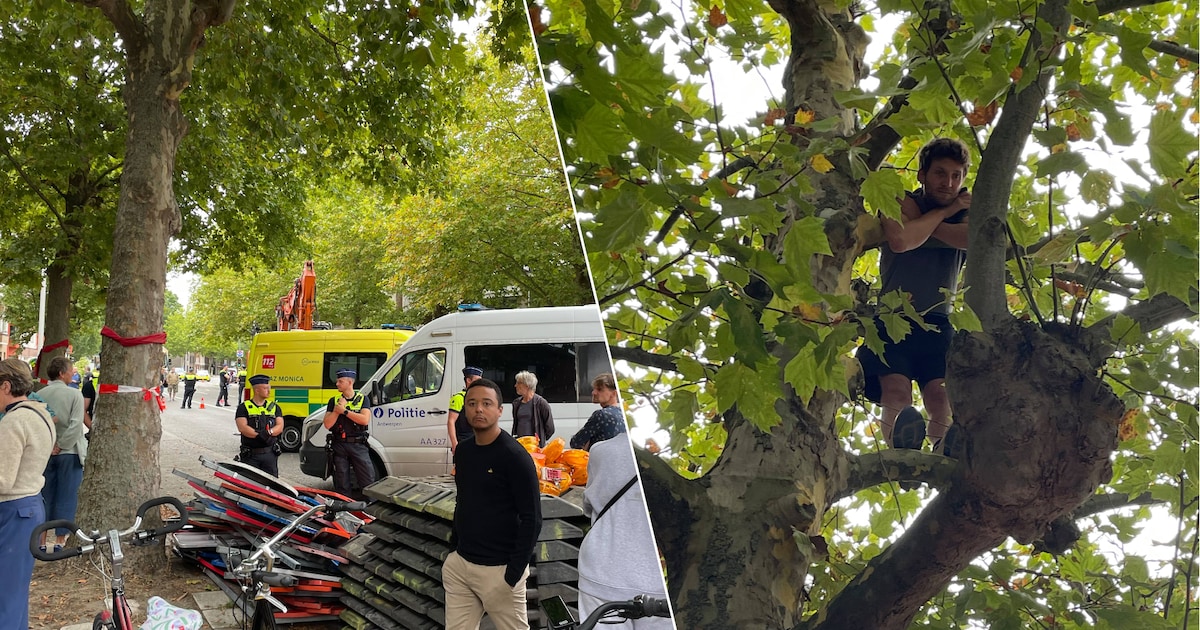 Buurt maakt menselijke ketting tegen bomenkap in Deurne: “Geen fatsoen om zelfs drie uur te wachten