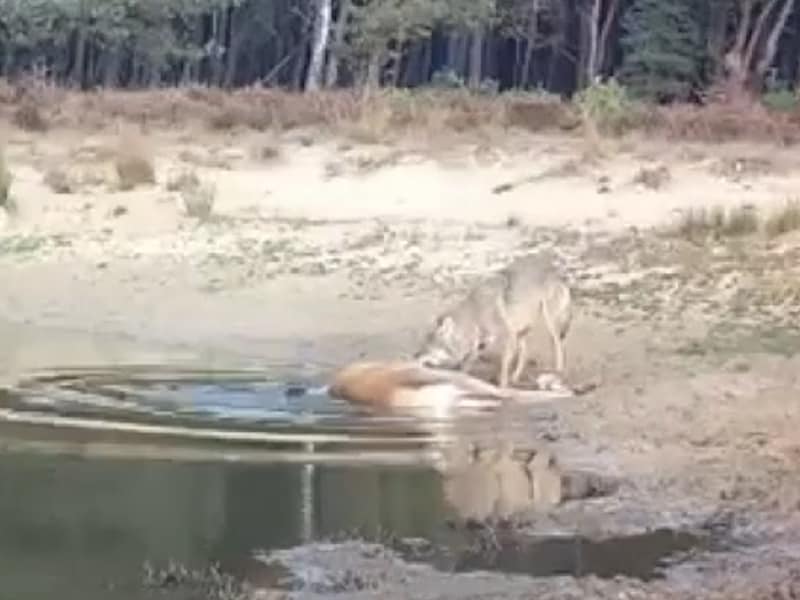 Camera toont succesvolle aanval wolf op hert, confronterend voor kijkers