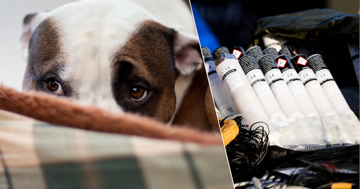 Bijna helft van hotelgasten bij Schiphol is morgen hond, kat of vogel: “Wij zijn de veilige haven”