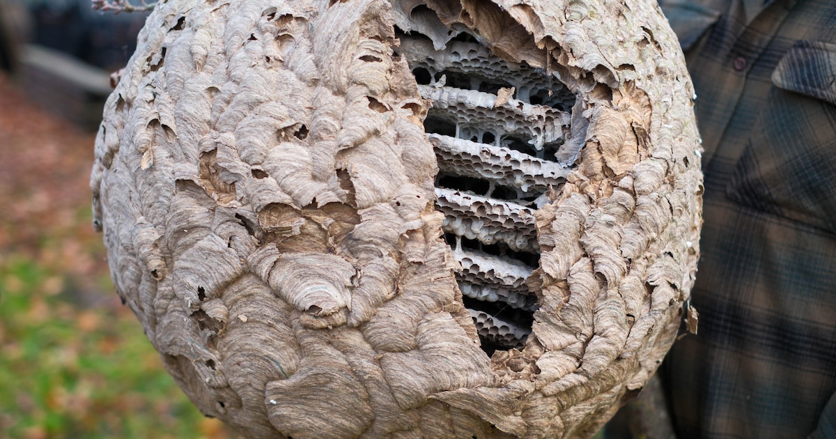 Hooglede wapent zich tegen Aziatische hoornaar: infosessie met tips, lentevallen en lokvloeistof