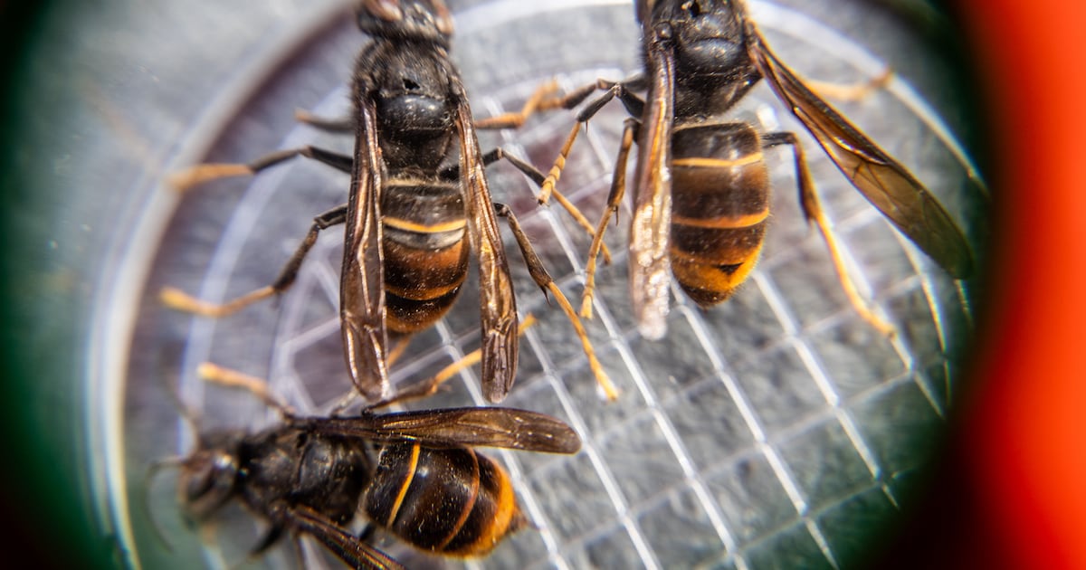 Gemeente Houthalen-Helchteren waarschuwt voor nesten van Aziatische hoornaars in boomtoppen