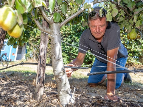 Fruitteler René Melio liet tijdens de droge augustusmaand al zien dat er geen druppel water meer uit een drooggevallen leiding kwam.