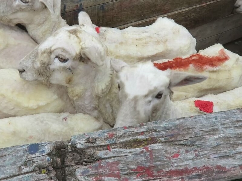 Schapen op een van de fokkerijen in Chili waarvan PETA beelden bemachtigde.