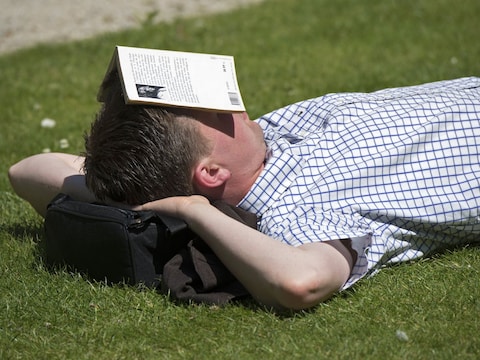Een slapende zonneklopper in het park van Brussel.