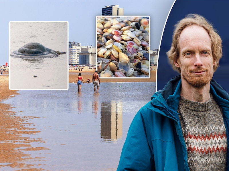 Wist je dat kwallen een lekkernij zijn en dat je vroeger te voet naar Engeland kon? Deze 9 weetjes tonen hoe bijzonder onze kust is