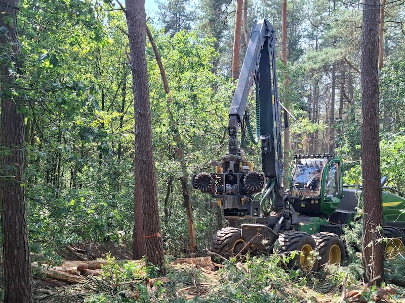 Boswerken in Pelt moeten bos gezonder maken en natuurbegraafplaats voorbereiden