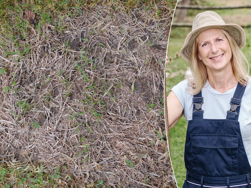 Binnen één à twee weken weer groene sprietjes? Dit moet je wel en vooral niet doen met je gazon nu het terug regent. “Gras gaat in een soort zomerslaap”