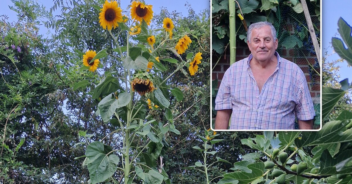Iber kweekt reuzenzonnebloem van maar liefst 4,30 meter | Regio | HLN.be
