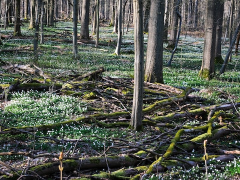 Het Zoniënwoud