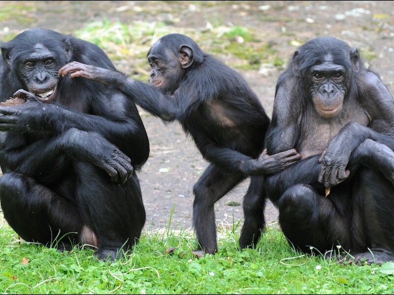 Bonobo's in de dierentuin Planckendael.