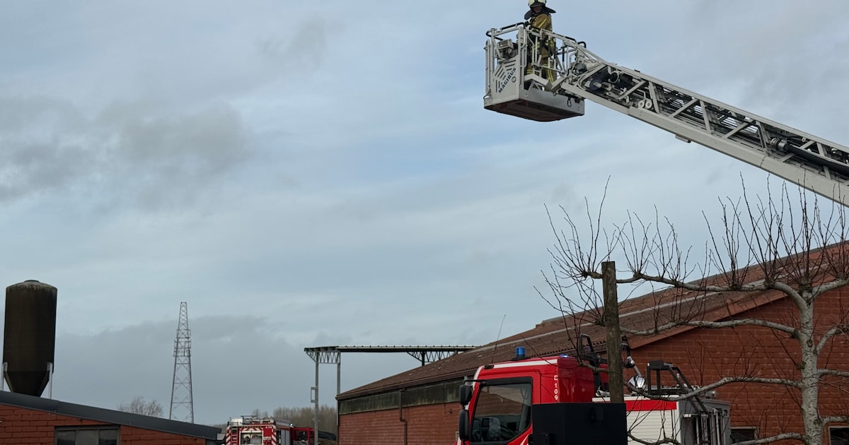 Landbouwer en koeien ontsnappen aan erger bij stalbrand in Brugge: “Ontstaan door vonk in beerput”