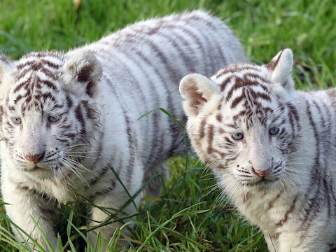 Twee witte tijgerpups