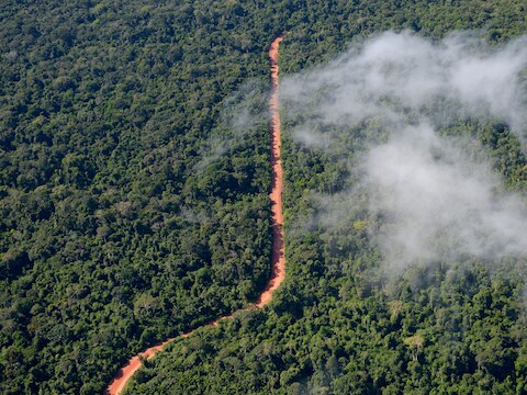 Voorbije twee jaar meer dan 4.000 hectare Amazonewoud verloren door ...