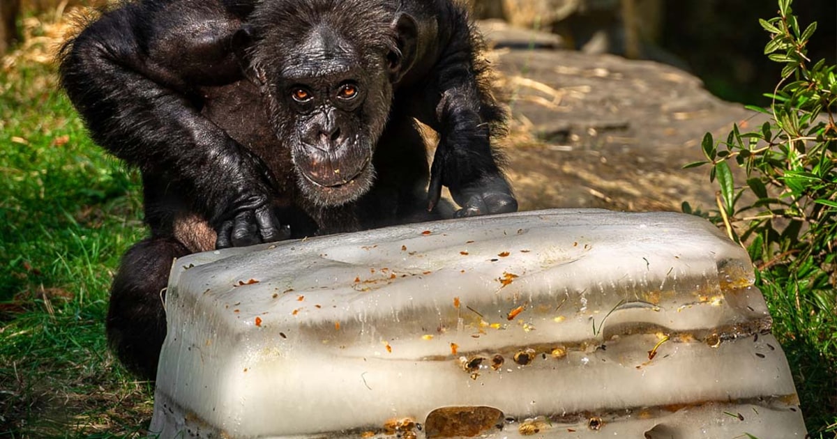 KIJK. Ook dieren van ZOO Antwerpen genieten van ijsjes tijdens hittegolf: “Van fruitcocktail tot bev