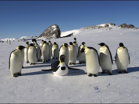 Archiefbeeld Antarctica