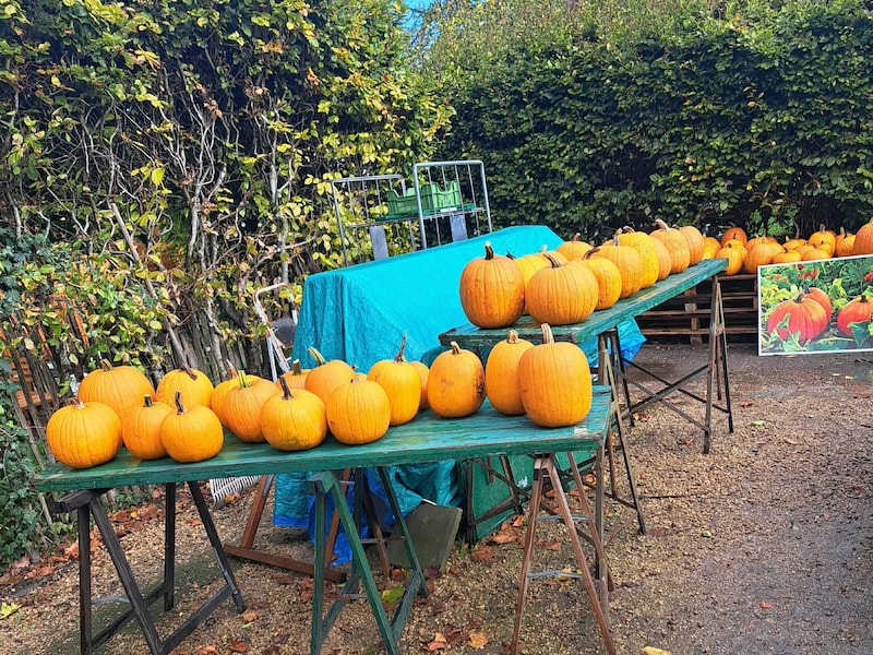 Het Vaarthof uit Schoten heeft hulp gekregen van Waste Warriors om 400 kilogram halloween-pompoenen kwijt te raken