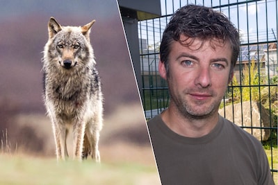 Protestmars gepland richting Natuurhulpcentrum Oudsbergen: “We hebben niets te maken met het beleid rond wolven”