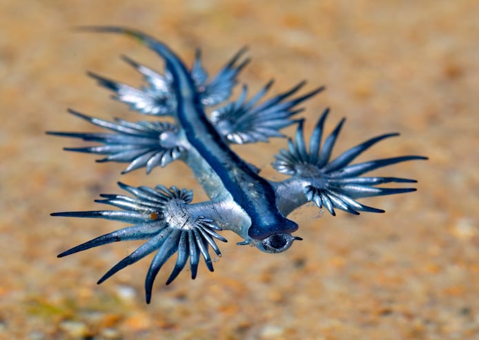 Strand aan Costa Blanca even gesloten om drijvende blauwe draken: “Wees ...
