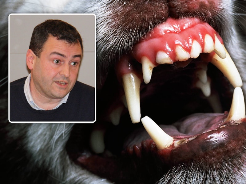 Houthulst voert vaste aanpak in voor agressieve honden: “Aandacht voor veiligheid van inwoners én voor welzijn van hond”