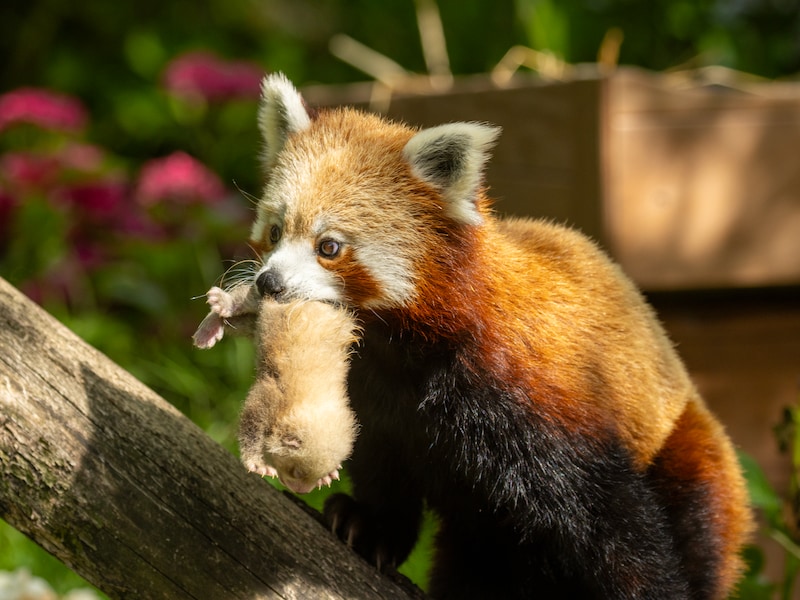 Twee rode panda’s geboren in Pairi Daiza, maar het team houdt zijn adem in: “De eerste dagen zijn doorslaggevend”