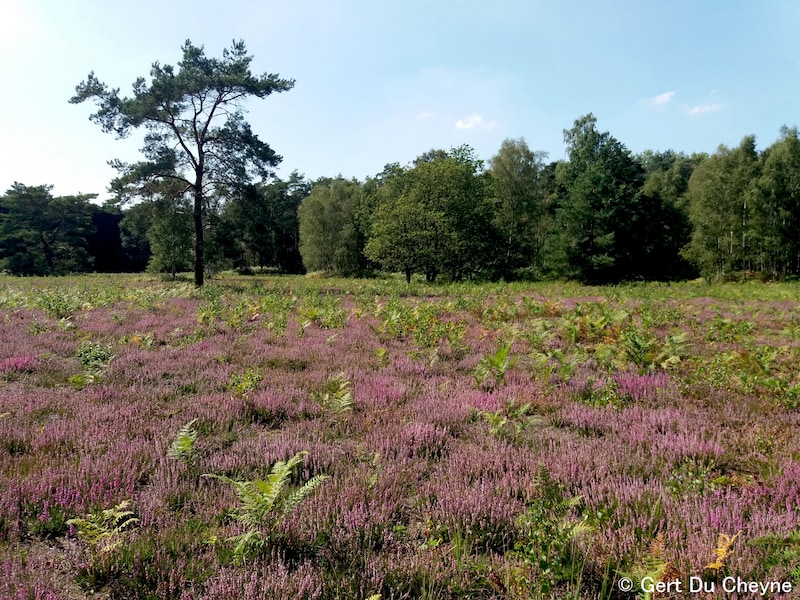 Heidebos zet deuren open voor unieke blik achter de schermen van natuurbeheer