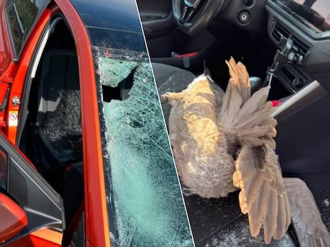 Ongeluk met gans op Nederlandse snelweg A2 nabij Den Bosch. (07/08/26)