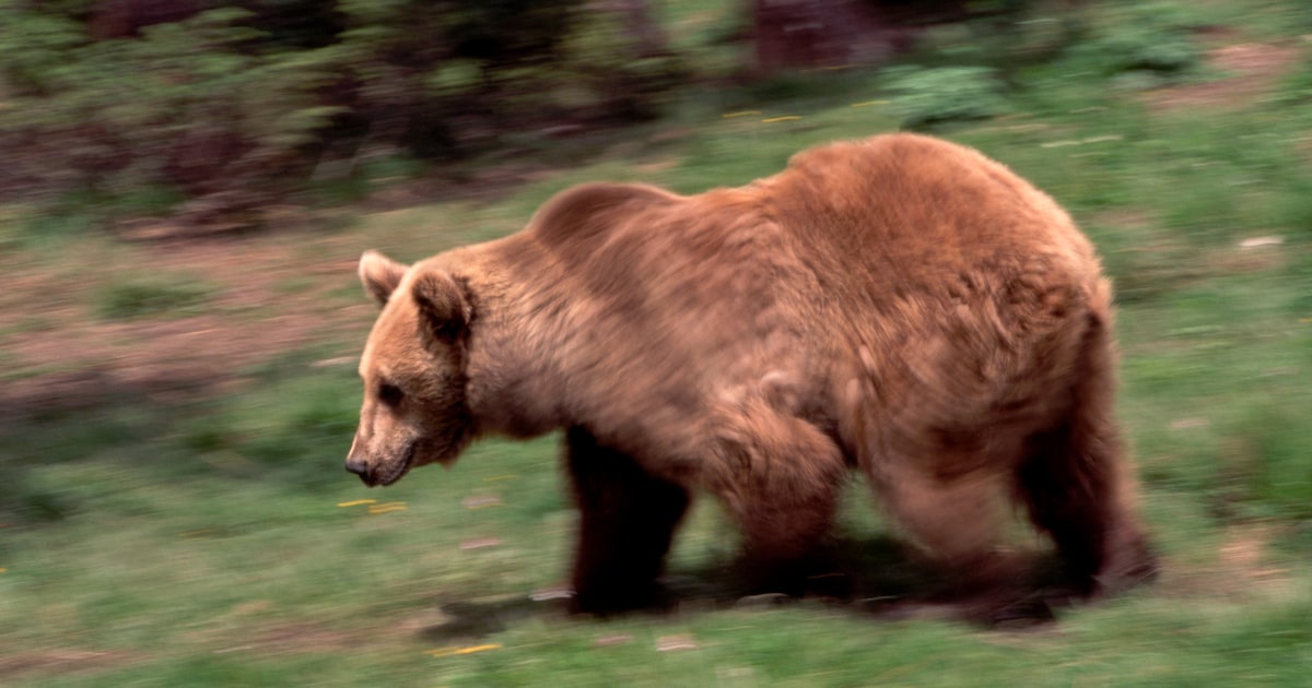 Beer jaagt hond over rotswand in Pyreneeën en stormt dan op Daniel af: “Ik dacht dat ik mijn kindere