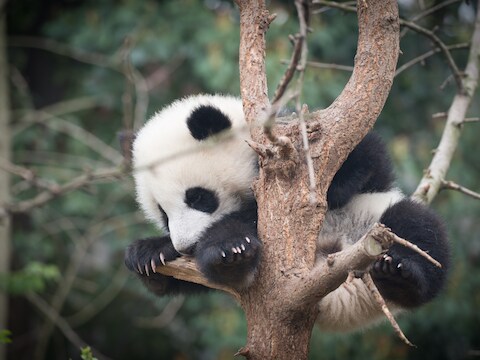 Elk excuus om een foto van een babypanda te zetten is goed.