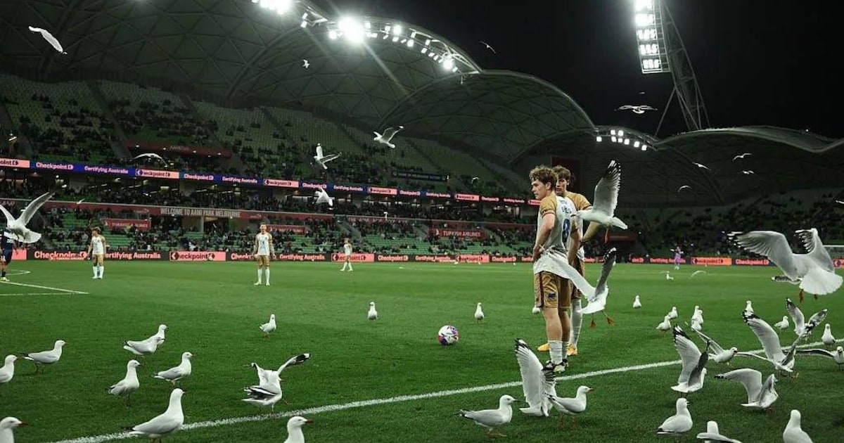 Bizarre beelden uit Australië: zwerm meeuwen omsingelt spelers tijdens vrije trap in slotfase